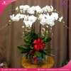 chau-hoa-lan-ho-diep-trang-7-canh-tr27
