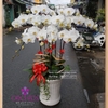 Chậu lan hồ điệp 9 cành hoa màu trắng trang trí đơn giản mang lại vẻ đẹp tự nhiên