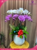 chau-hoa-lan-ho-diep-trang-hong-10-canh-th48