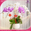 chau-hoa-lan-ho-diep-trang-hong-6-canh-th17