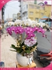 chau-hoa-lan-ho-diep-trang-hong-9-canh-th23