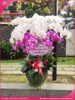 chau-hoa-lan-ho-diep-trang-hong-9-canh-th44