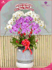 chau-hoa-lan-ho-diep-trang-hong-9-canh-th61