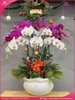 chau-hoa-lan-ho-diep-trang-tim-10-canh-tt43