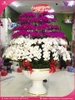 chau-hoa-lan-ho-diep-trang-tim-100-canh-tt84