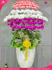 chau-hoa-lan-ho-diep-trang-tim-35-canh-tt130