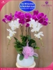 Chau-hoa-lan-ho-diep-trang-tim-5-canh-tt141