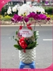 chau-hoa-lan-ho-diep-trang-tim-7-canh-tt93
