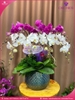chau-hoa-lan-ho-diep-trang-tim-9-canh-tt87