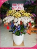 chau-hoa-lan-ho-diep-trang-vang-20-canh-tv33