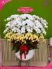 chau-hoa-lan-ho-diep-trang-vang-30-canh-tv30