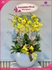 chau-hoa-lan-ho-diep-vang-10-canh-v166