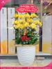 Chau-hoa-lan-ho-điep-vang-10-canh-v540