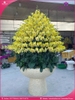 Chau-hoa-lan-ho-diep-vang-150-canh-v467