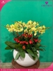 chau-hoa-lan-ho-diep-vang-20-canh-v84