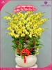 Chau-hoa-lan-ho-diep-vang-26-canh-v329