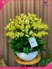 chau-hoa-lan-ho-diep-vang-35-canh-v172