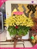 Chau-hoa-lan-ho-diep-vang-50-canh-v465