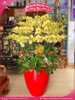 Chau-hoa-lan-ho-diep-vang-60-canh-v371