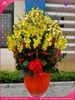 chau-hoa-lan-ho-diep-vang-68-canh-v150