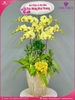 Chau-hoa-lan-ho-diep-vang-7-canh-v318