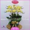 Chậu hoa lan hồ điệp đẹp màu vàng
