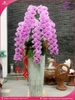 Chau-hoa-lan-ho-diep-vip-nu-hoang-5-canh-vnh05