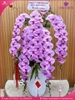 Chau-hoa-lan-ho-diep-vip-nu-hoang-5-canh-vnh14