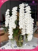 Chau-hoa-lan-ho-diep-vip-nu-hoang-8-canh-vnh15