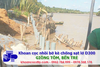 Khoan cọc D300 chống sạt lở tại Giồng Riềng, Bến Tre