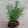 Chăm sóc Cây Hương Thảo – Rosemary