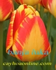 Hướng dẫn cách trồng và chăm sóc củ tulip trồng chậu