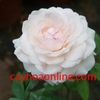 Hoa hồng ngọc lung linh (Fun Jwan Lo)