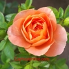 Hoa hồng Tera (teraza) cá hồi