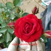 Hoa hồng Tera (teraza) đỏ
