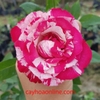 Hoa hồng scentimental