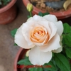 Hoa hồng Tera (teraza) kem