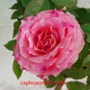 Hoa hồng tera (teraza) rubi