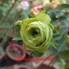 Hoa hồng lovely green