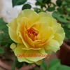Hoa hồng molineux