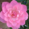 Hoa hồng lotus star