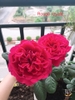 Hoa hồng rouge royal