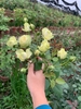 Hoa hồng creamy eden