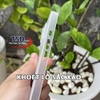 Combo 2 Ốp Lưng Trong Nhám Unibody iPhone 15 Siêu Mỏng