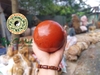 Bi Cầu Ngọc Bích đỏ
