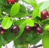 Cây giống Cherry Brazil