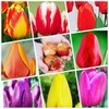 Các Màu Hoa Tulip Được Ưa Chuộng