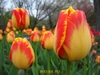 Củ Giống Hoa Tulip Americandrem Vàng Viền Đỏ