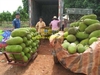 Mít trái dài Malaysia