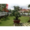 Cho thuê Villa Quận 2, khu Thảo Điền, giá 5000$